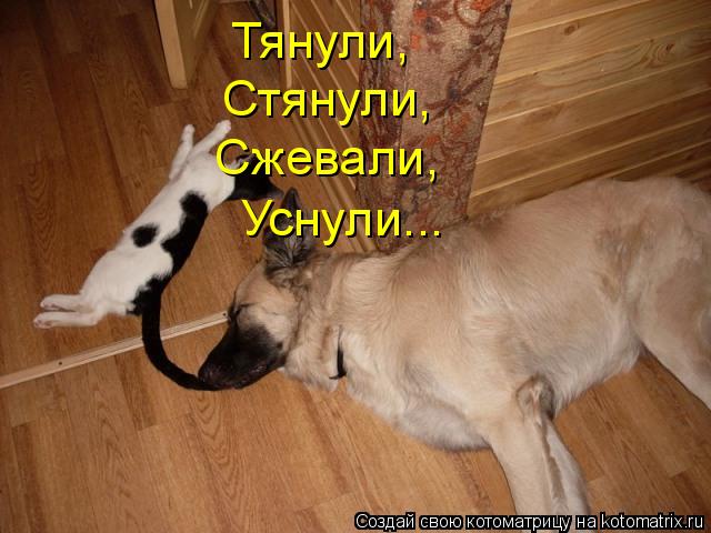 Котоматрица: Тянули, Стянули, Сжевали, Уснули...