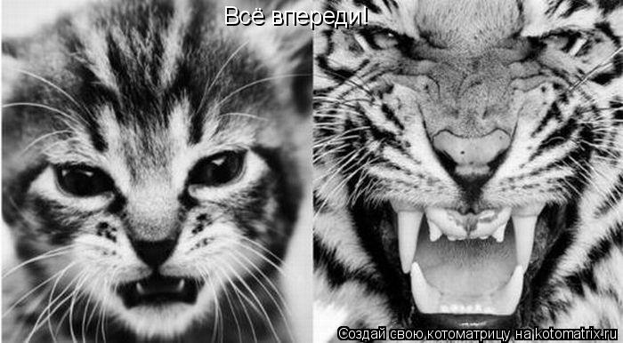 Всё впереди!... Котоматрица: Всё впереди!