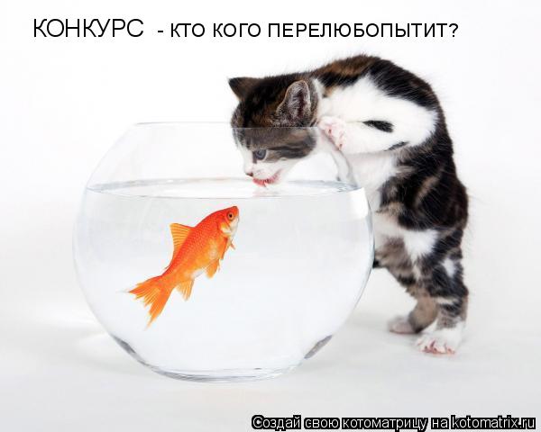 Котоматрица: КОНКУРС  - КТО КОГО ПЕРЕЛЮБОПЫТИТ?