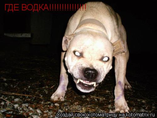Котоматрица: ГДЕ ВОДКА!!!!!!!!!!!!!!!