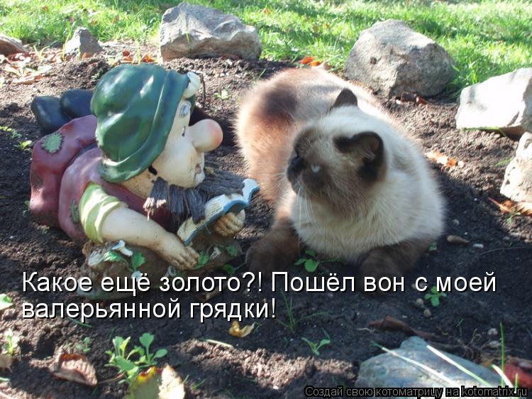 Какое ещё золото?! Пошёл вон с моей валерьянной грядки!... Котоматрица: Какое ещё золото?! Пошёл вон с моей валерьянной грядки!