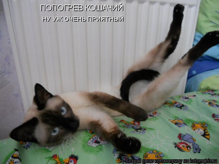 Котоматрица: ПОПОГРЕВ КОШАЧИЙ НУ УЖ ОЧЕНЬ ПРИЯТНЫЙ