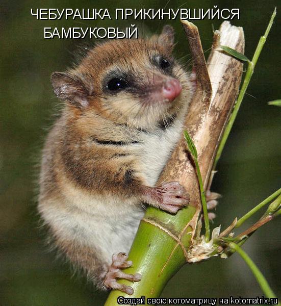 Котоматрица: ЧЕБУРАШКА ПРИКИНУВШИЙСЯ БАМБУКОВЫЙ