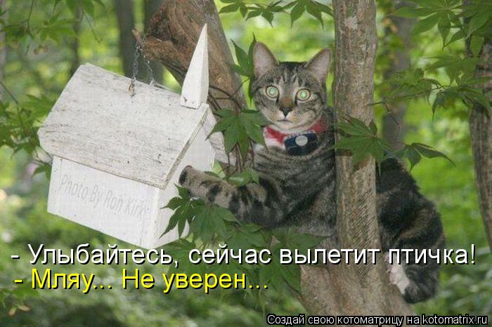 - Улыбайтесь, сейчас вылетит птичка! - Мляу... Не уверен...... Котоматрица: - Улыбайтесь, сейчас вылетит птичка! - Мляу... Не уверен...