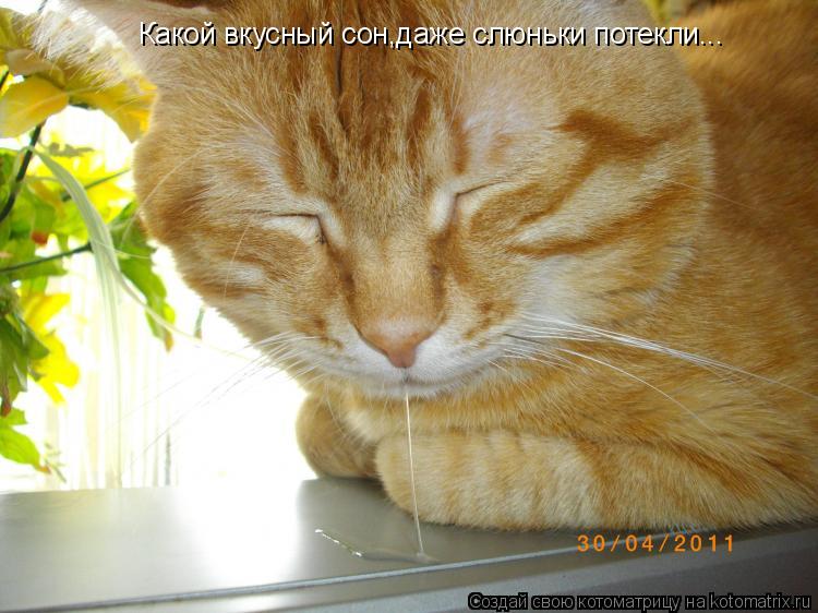 Котоматрица: Какой вкусный сон,даже слюньки потекли...