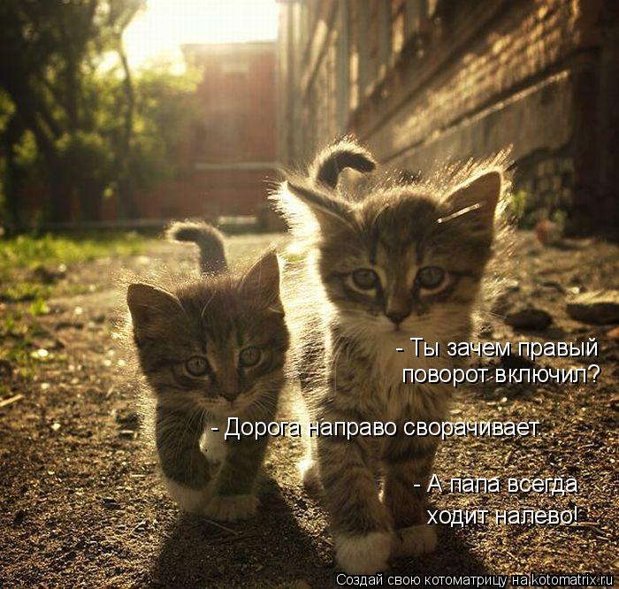 Котоматрица: - Ты зачем правый поворот включил? - Дорога направо сворачивает... - А папа всегда  ходит налево!
