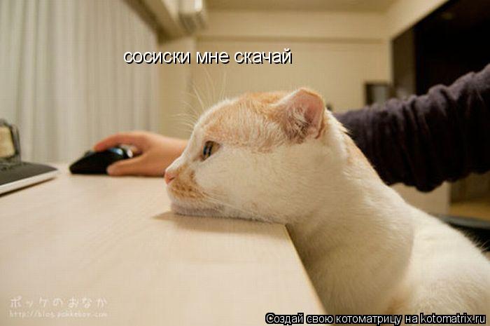 Котоматрица: сосиски мне скачай