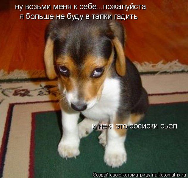 Котоматрица: ну возьми меня к себе...пожалуйста я больше не буду в тапки гадить и не я это сосиски сьел
