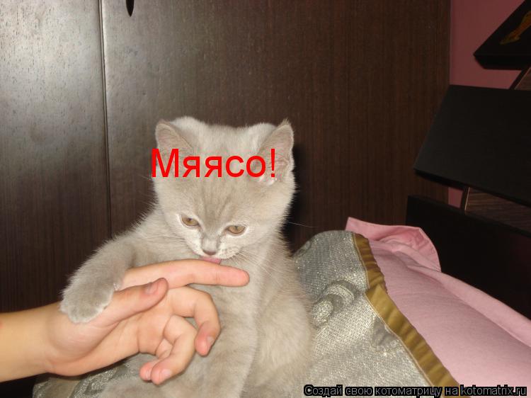 Котоматрица: Мяясо!