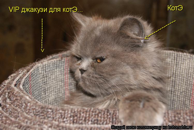 VIP джакузи для котЭ... -------------> КотЭ -------------->... Котоматрица: VIP джакузи для котЭ... -------------> КотЭ -------------->