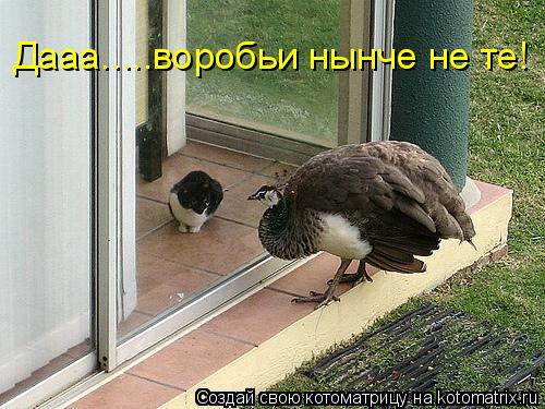 Дааа.....воробьи нынче не те!... Котоматрица: Дааа.....воробьи нынче не те!