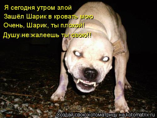 Я сегодня утром злой Я сегодня утром злой Зашёл Шарик в кровать мою Очень, Шарик, ты плохой! Душу не ... Котоматрица: Я сегодня утром злой Я сегодня утром злой Зашёл Шарик в кровать мою Очень, Шарик, ты плохой! Душу не жалеешь ты свою!!