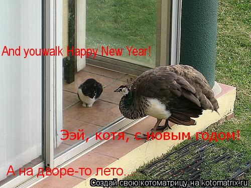 Котоматрица: Ээй, котя, с новым годом! And youwalk Happy New Year! А на дворе-то лето...