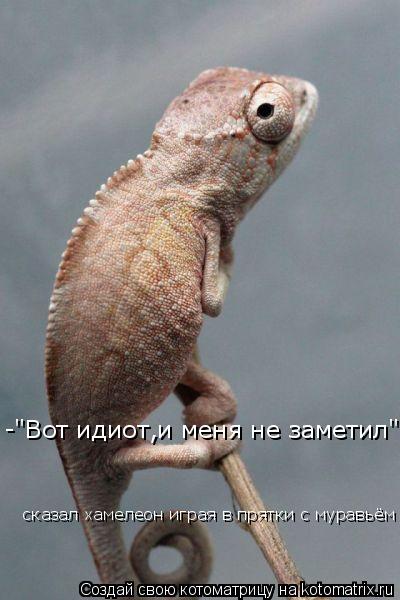 Котоматрица: -"Вот идиот,и меня не заметил" сказал хамелеон играя в прятки с муравьём  сказал хамелеон играя в прятки с муравьём