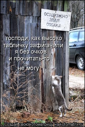 Котоматрица: господи, как высоко  табличку зафигачили я без очков и прочитать-то не могу