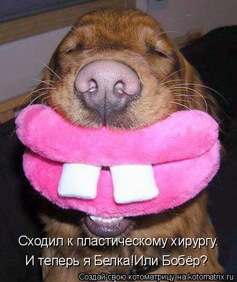 Сходил к пластическому хирургу. И теперь я Белка!Или Бобёр?... Котоматрица: Сходил к пластическому хирургу. И теперь я Белка!Или Бобёр?