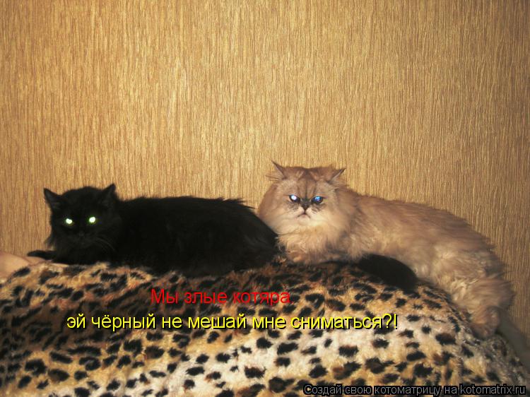 Мы злые котяра. эй чёрный не мешай мне сниматься?!... Котоматрица: Мы злые котяра. эй чёрный не мешай мне сниматься?!