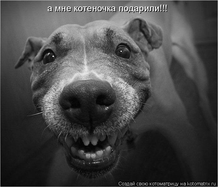 а мне котеночка подарили!!!... Котоматрица: а мне котеночка подарили!!!