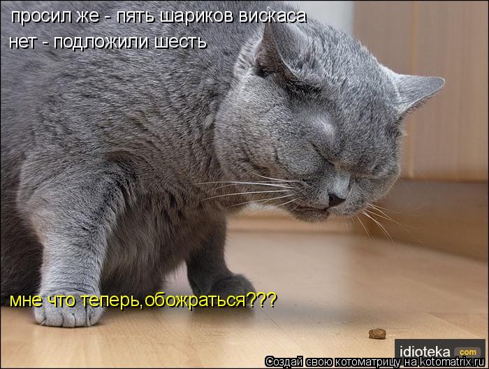 просил же - пять шариков вискаса нет - подложили шесть мне что теперь,обожраться???... Котоматрица: просил же - пять шариков вискаса нет - подложили шесть мне что теперь,обожраться???