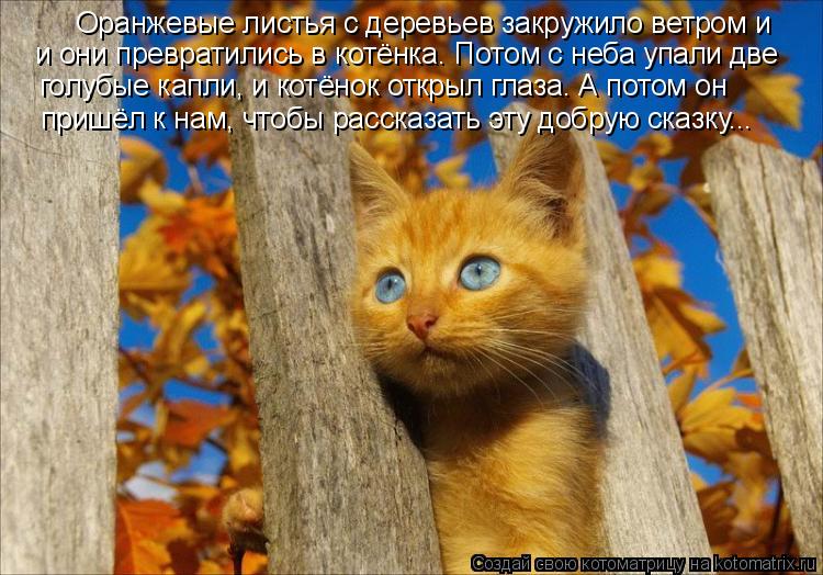 Оранжевые листья с деревьев закружило ветром и и они превратились в котёнка. Потом с неба упали две г... Котоматрица: Оранжевые листья с деревьев закружило ветром и и они превратились в котёнка. Потом с неба упали две голубые капли, и котёнок открыл глаза. А