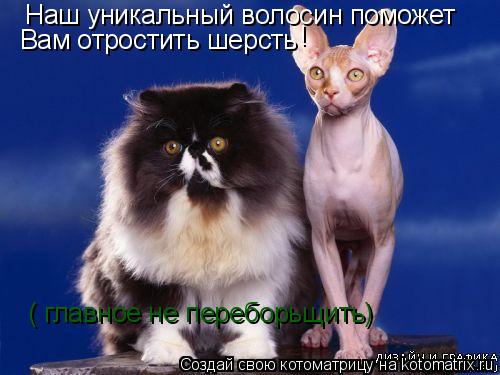 Котоматрица: Наш уникальный волосин поможет Вам отростить шерсть ! ( главное не переборьщить)
