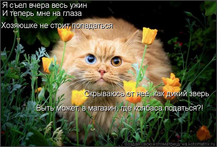 Я съел вчера весь ужин И теперь мне на глаза Хозяюшке не стоит попадаться Скрываюсь от неё, как дикий... Котоматрица: Я съел вчера весь ужин И теперь мне на глаза Хозяюшке не стоит попадаться Скрываюсь от неё, как дикий зверь Быть может, в магазин, где колбас