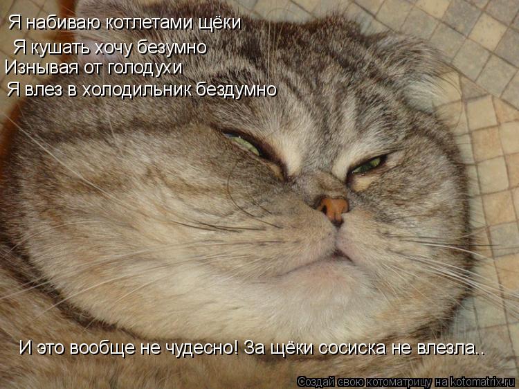 Котоматрица: Я набиваю котлетами щёки Я кушать хочу безумно Изнывая от голодухи Я влез в холодильник бездумно И это вообще не чудесно! За щёки сосиска не