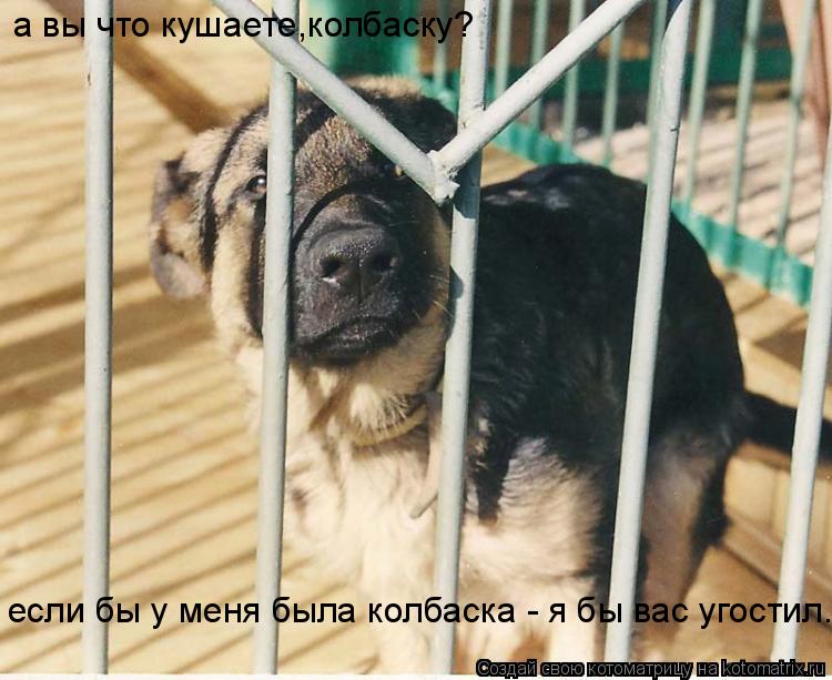 Котоматрица: а вы что кушаете,колбаску? если бы у меня была колбаска - я бы вас угостил...