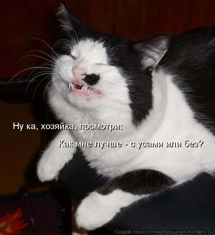 Ну ка, хозяйка, посмотри: Как мне лучше - с усами или без?... Котоматрица: Ну ка, хозяйка, посмотри: Как мне лучше - с усами или без?