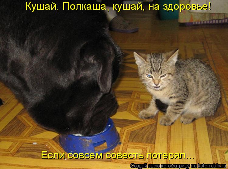 Котоматрица: Кушай, Полкаша, кушай, на здоровье! Если совсем совесть потерял...