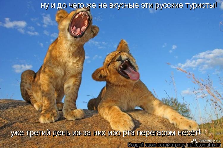 ну и до чего же не вкусные эти русские туристы! уже третий день из-за них изо рта перегаром несёт!... Котоматрица: ну и до чего же не вкусные эти русские туристы! уже третий день из-за них изо рта перегаром несёт!
