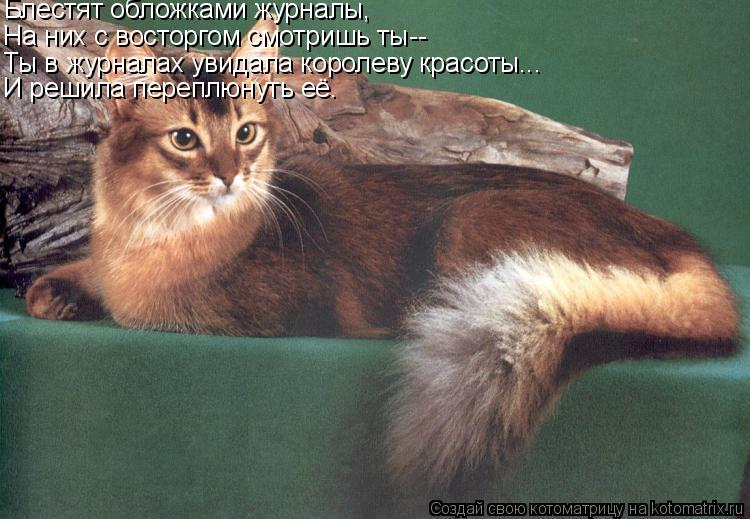 Блестят обложками журналы, На них с восторгом смотришь ты-- Ты в журналах увидала королеву красоты...... Котоматрица: Блестят обложками журналы, На них с восторгом смотришь ты-- Ты в журналах увидала королеву красоты... И решила переплюнуть её.