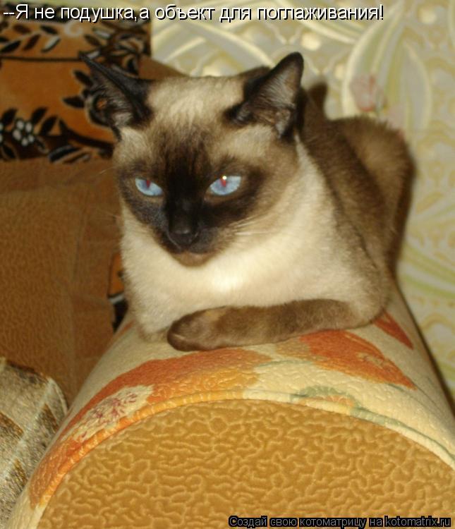 Котоматрица: --Я не подушка,а объект для поглаживания!