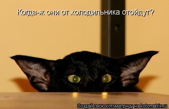 Котоматрица: Когда-ж они от холодильника отойдут?
