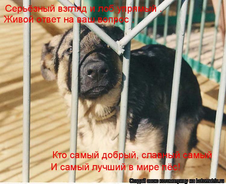 Котоматрица: Серьёзный взгляд и лоб упрямый –  Живой ответ на ваш вопрос –  Кто самый добрый, славный самый  И самый лучший в мире пёс!
