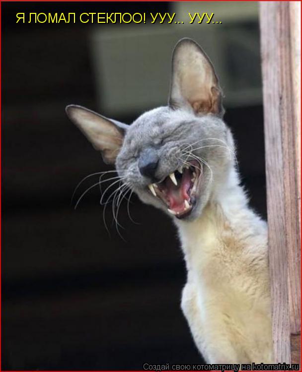 Котоматрица: Я ЛОМАЛ СТЕКЛОО! УУУ... УУУ...