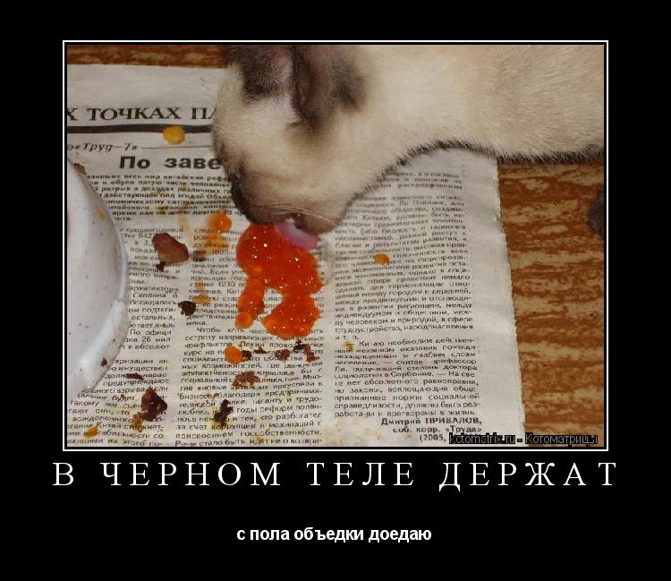 В черном теле держат с пола объедки доедаю... Котоматрица: В черном теле держат с пола объедки доедаю