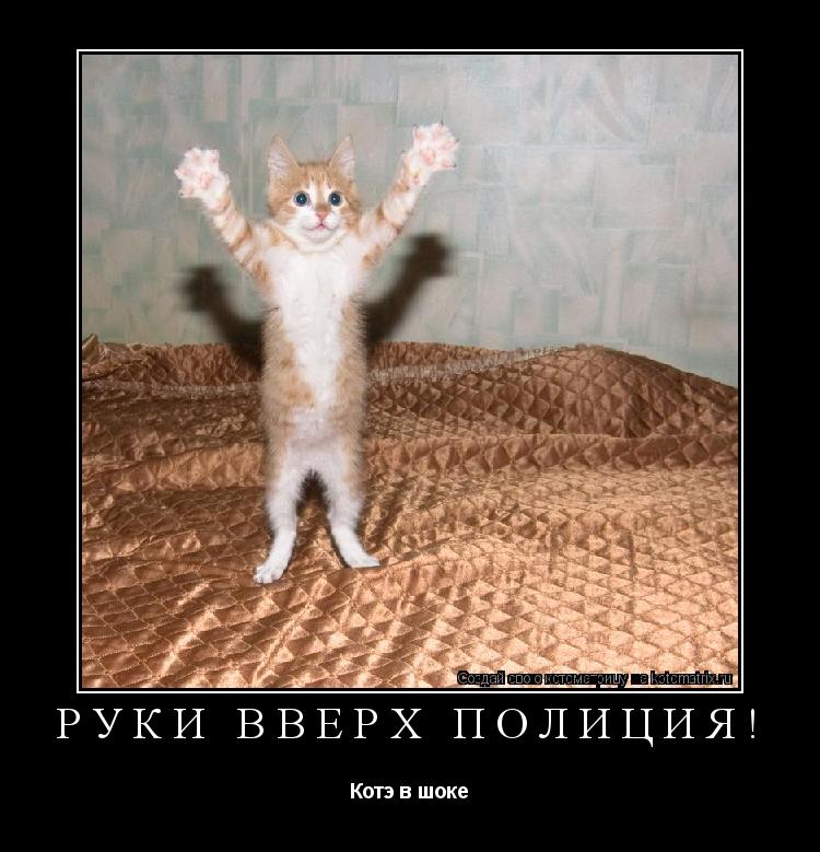 Котоматрица: Руки вверх ПОЛИЦИЯ! Котэ в шоке