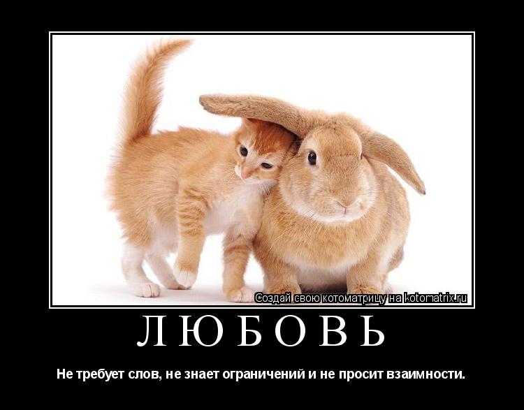 Котоматрица: Любовь Не требует слов, не знает ограничений и не просит взаимности.