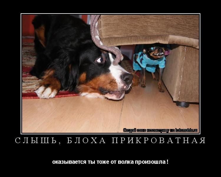 слышь, блоха прикроватная оказывается ты тоже от волка произошла !... Котоматрица: слышь, блоха прикроватная оказывается ты тоже от волка произошла !