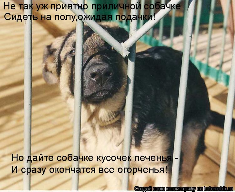 Не так уж приятно приличной собачке Сидеть на полу,ожидая подачки! Но дайте собачке кусочек печенья -... Котоматрица: Не так уж приятно приличной собачке Сидеть на полу,ожидая подачки! Но дайте собачке кусочек печенья - И сразу окончатся все огорченья!