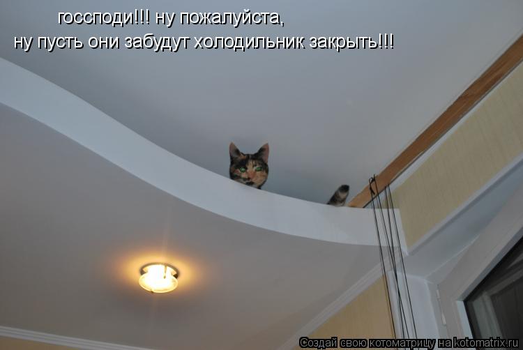 Котоматрица: госсподи!!! ну пожалуйста, ну пусть они забудут холодильник закрыть!!!