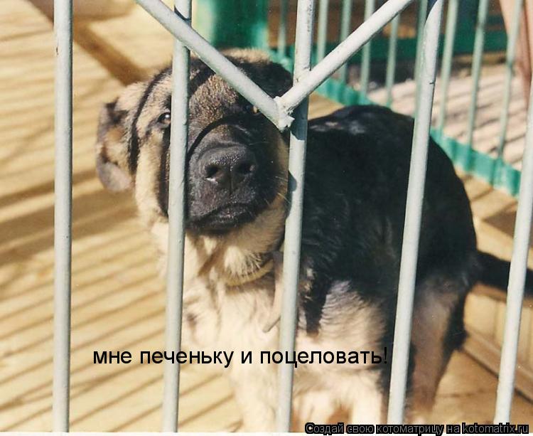 мне печеньку и поцеловать!... Котоматрица: мне печеньку и поцеловать!