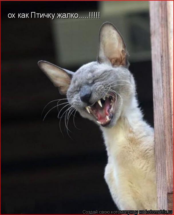 Котоматрица: ох как Птичку жалко.....!!!!!