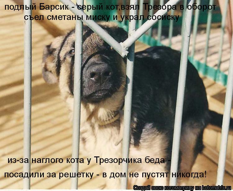 Котоматрица: из-за наглого кота у Трезорчика беда -  посадили за решетку - в дом не пустят никогда! подлый Барсик - серый кот,взял Трезора в оборот съел сме