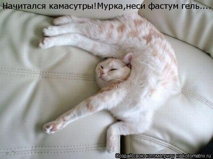 Начитался камасутры!Мурка,неси фастум гель....... Котоматрица: Начитался камасутры!Мурка,неси фастум гель....