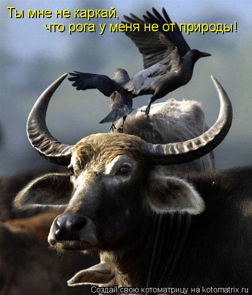 Ты мне не каркай, что рога у меня не от природы!... Котоматрица: Ты мне не каркай, что рога у меня не от природы!