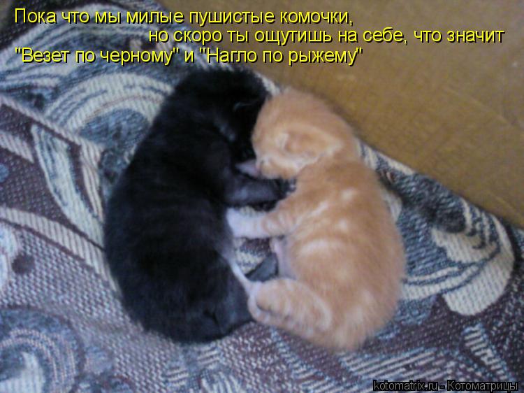 Котоматрица: Пока что мы милые пушистые комочки, но скоро ты ощутишь на себе, что значит "Везет по черному" и "Нагло по рыжему"
