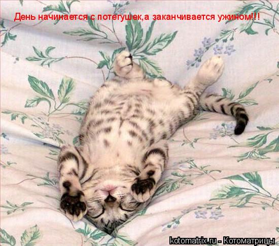 Котоматрица: День начинается с потегушек,а заканчивается ужином!!!