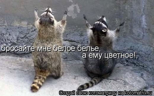 Котоматрица: бросайте мне белое белье,  а ему цветное!,